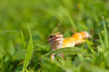 Leopard gecko lizard, close up macro on nature background.