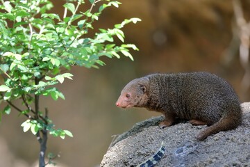 岩に上った横向きのコビトマングース