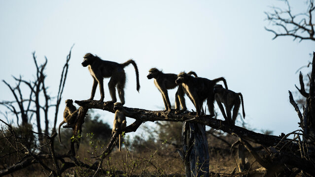 A silhouette of a troop of baboons standing on a fallen tree trunk looking into the distance, alerted to danger