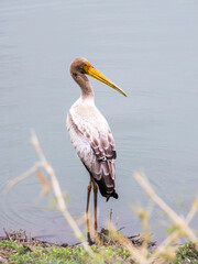 A Yellow-billed Stork (Mycteria ibis) standing at the waters edge