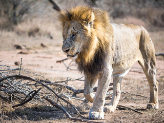 An older male lion walking with scarred face in the morning light