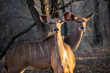 Close up of two Kudu cows looking interestedly at the camera in the late afternoon light