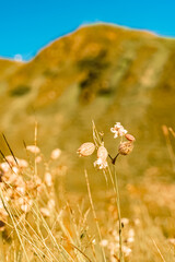 Silene vulgaris, bladder campion, at Mount Hochjoch, Schruns, Bludenz, Montafon, Vorarlberg, Austria