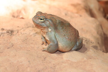frog on the ground