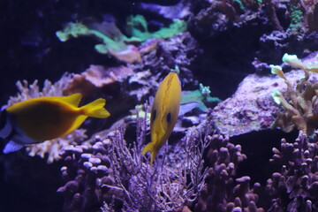Naklejka na ściany i meble fish in aquarium