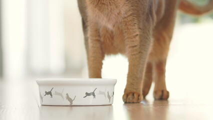 Green eyes ginger cat having lunch from small bowl on the floor. Cute Abyssinian cat eating dry...