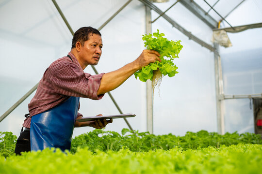 Farmer holding hydroponic vegetable for check root and leaf healthy