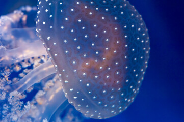 Close-up of a jellyfish in an acquarium © Nikokvfrmoto