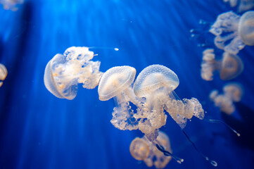 Close-up of a jellyfish in an acquarium