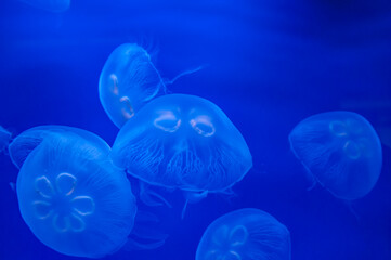 Close-up of a jellyfish in an acquarium