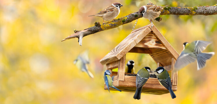 Little birds perching on a bird feeder with sunflower seeds on autumn background. Great tit, blue tit, sparrow