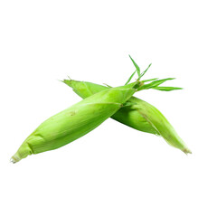 fresh raw corn cob with husk on white background. fresh corns with husk on white background