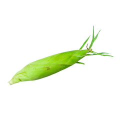 fresh raw corn cob with husk on white background. fresh corns with husk on white background