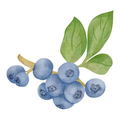 Watercolor illustration of blueberry isolated on transparent background