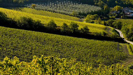 Le colline e i vigneti sul percorso dell'Eroica . Panorama autunnale. Chianti, Toscana. Italia