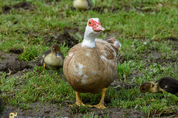 Warzenente mit Küken auf einer Wiese