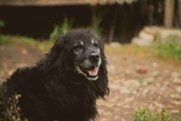 Fototapeta premium Cocker spaniel dog portrait . High quality photo