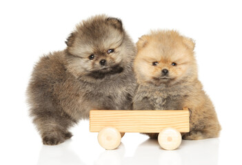 Pomeranian puppies with a wooden toy on a white background