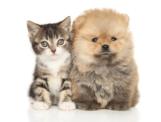 Kitten puppy together on a white background - 669471951