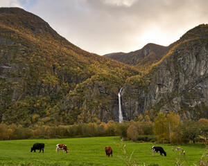 Cows are grazing on a green field under high mountains and a waterfall in Norway