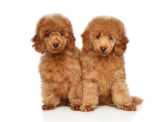Two red poodle puppies on a white background