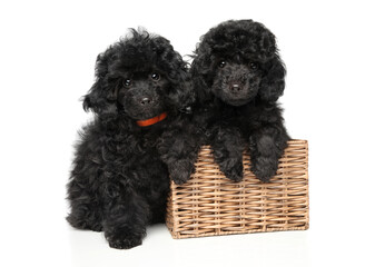 Black poodle puppies with a wicker basket