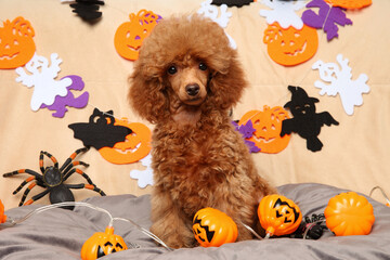Red toy poodle puppy is among the themed accessories for Halloween