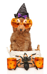 Funny poodle puppy with glasses among themed accessories for Halloween