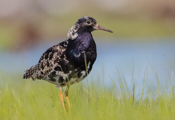 Ruff - male bird at a wetland on the mating season in spring