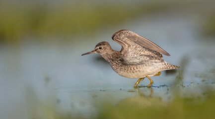 Wood Sandpiper  - in spring on the migration way at wetland