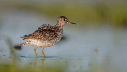 Wood Sandpiper  - in spring on the migration way at wetland