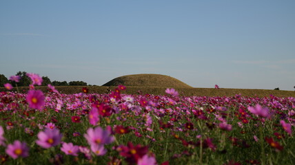 宮崎県西都市西都原古墳群のコスモス