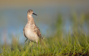 Ruff -  female feeding at the wetland on the mating season in spring