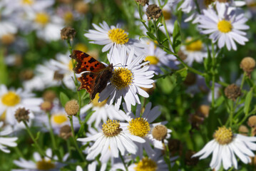 Comma butterfly (Polygonia c-album) perched on a daisy in Zurich, Switzerland