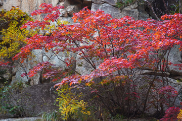 the autumn leaves of Mt. Seorak