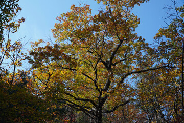 the autumn leaves of Mt. Seorak