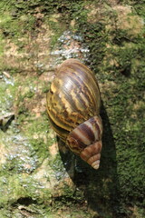 Large exotic snail on a tree