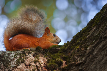 Squirrel in the autumn park.