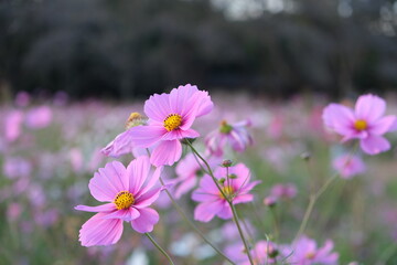 Obraz premium 코스모스
