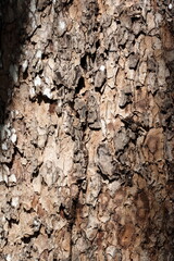 Closeup of an exotic tree bark