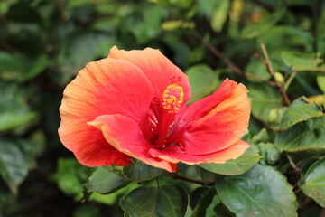 Closeup of tropical flower head