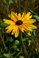 Rudbeckia jaune au printemps