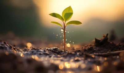 Foto op Canvas young plant growing from seed in soil in park in sun rise with raining drops, Generative ai, Generative AI © Focus Fables