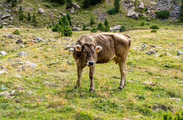 Cow in the Pyrenees