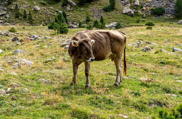 Cow in the Pyrenees