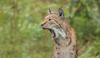 The Eurasian lynx (Lynx lynx) in the forest.