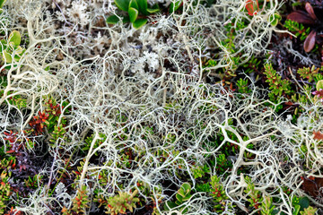 Arctic Tundra lichen moss close-up. Cladonia rangiferina, also known as reindeer cup lichen. - obrazy, fototapety, plakaty