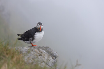 Atlantic puffin (Fratercula arctica), on the rock on the island of Runde (Norway).