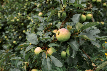 The Ukrainian Carpathians are part of the Eastern Carpathian mountain
