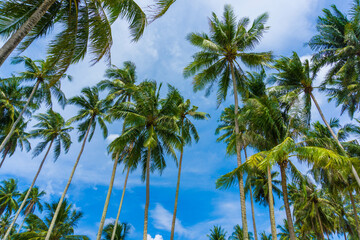 Coconut palm tree on sea beach against blue sky with cloud